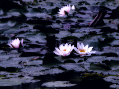 Lily-Pad Pond, Flower by Ilona Wellmann Pricing Limited Edition Print image