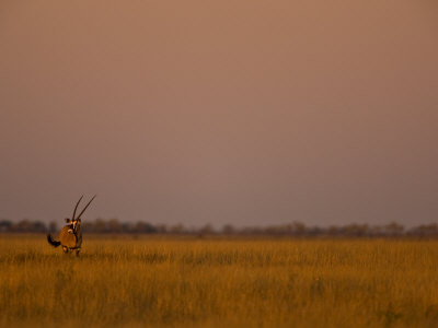 Oryx, Oryx Gazella, In The Grasslands At Twilight by Beverly Joubert Pricing Limited Edition Print image