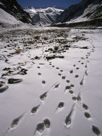 Wolf Tracks Frozen In The Ice Covered Snow by Steve Winter Pricing Limited Edition Print image