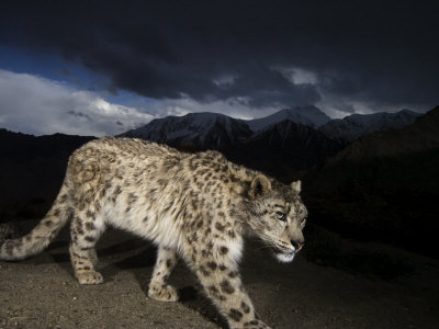Remote Camera Captures An Endangered Snow Leopard by Steve Winter Pricing Limited Edition Print image