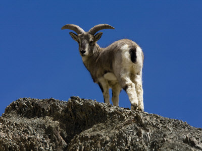 Blue Sheep On Cliff In Hemis National Park by Steve Winter Pricing Limited Edition Print image