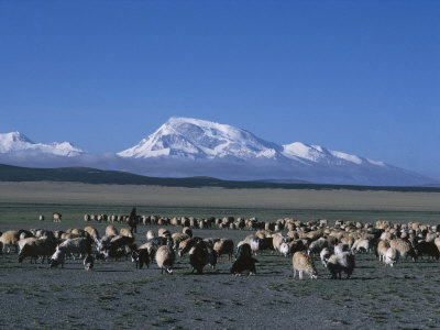 Shepherd Tends His Sheep In The Brahmaputra River Valley by Thomas J. Abercrombie Pricing Limited Edition Print image