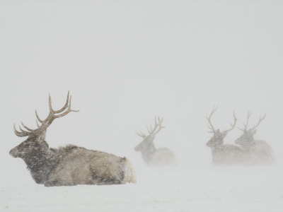 Adult Elk Hunkering Down In A Field During A Snowstorm by Tim Laman Pricing Limited Edition Print image