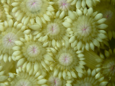 Close View Of A Cluster Of Flower Coral by Tim Laman Pricing Limited Edition Print image