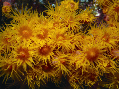 Group Of Tubastraea Coral Feeding With Extended Tentacles by Tim Laman Pricing Limited Edition Print image