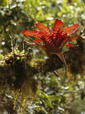 Bromeliad In The Canopy Of A Cloud Forest by Tim Laman Pricing Limited Edition Print image