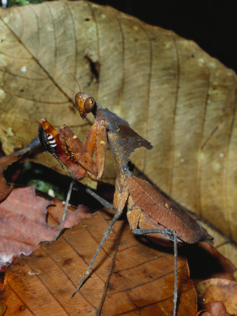 Leaf Mimicing Praying Mantis In Forest Floor Leaf Litter by Tim Laman Pricing Limited Edition Print image