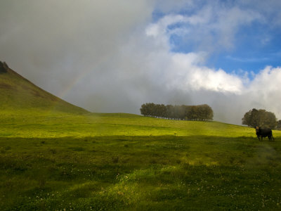 Rainbow Over A Lone Bull On Parker Ranch In Waimea, Hawaii by Todd Gipstein Pricing Limited Edition Print image