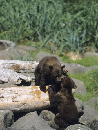 Bear Cubs Playing On A Log by Tom Murphy Pricing Limited Edition Print image