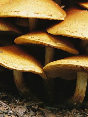 Close-View Of A Cluster Of Mushrooms by Tom Murphy Pricing Limited Edition Print image