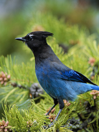 Steller's Jay Perches On An Evergreen Tree Branch by Tom Murphy Pricing Limited Edition Print image