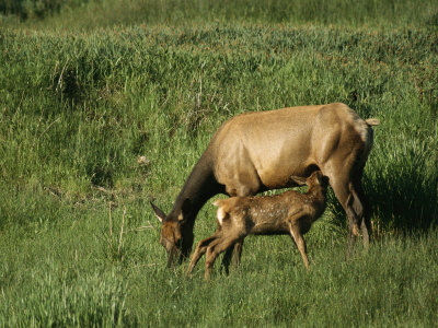 Elk Cow Nurses Her Newborn Calf by Tom Murphy Pricing Limited Edition Print image