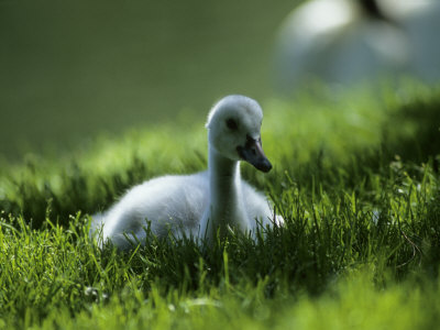 Trumpeter Swan (Cygnus Buccinator) Cygnet In Shady Grass by Tom Murphy Pricing Limited Edition Print image