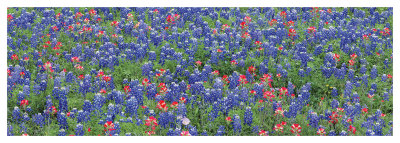 Bluebonnets Iii by Danny Burk Pricing Limited Edition Print image
