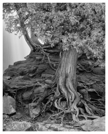 Gooseberry Tree Black And White by Danny Burk Pricing Limited Edition Print image