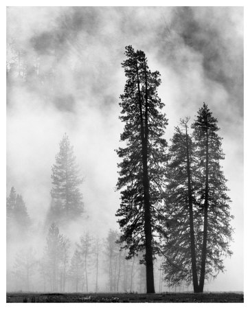 Yosemite Misty Pines Black And White by Danny Burk Pricing Limited Edition Print image