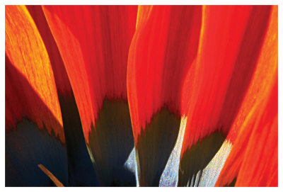 Gazania Petals by Harold Davis Pricing Limited Edition Print image