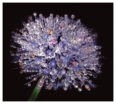 Intricate Detail Of Nature's Perfection by Harold Davis Pricing Limited Edition Print image