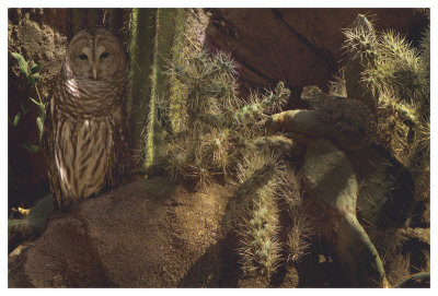 Prickly Pair by Steve Hunziker Pricing Limited Edition Print image