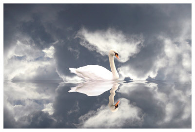Swan Song by Stephanie Laird Pricing Limited Edition Print image