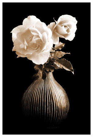 Lighted White Roses by Christine Zalewski Pricing Limited Edition Print image