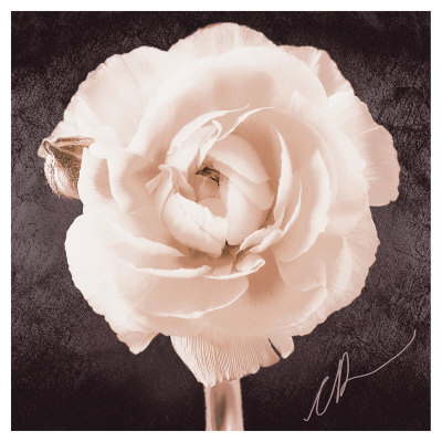 Ranunculus by Christine Zalewski Pricing Limited Edition Print image