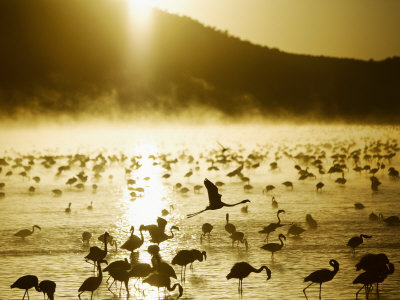 African Flamingos Take Flight by Scott Stulberg Pricing Limited Edition Print image