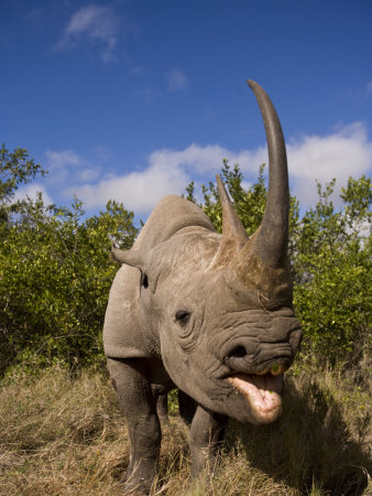 African Rhino by Scott Stulberg Pricing Limited Edition Print image