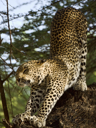 Leopard Stretching On Tree Branch In Africa by Scott Stulberg Pricing Limited Edition Print image