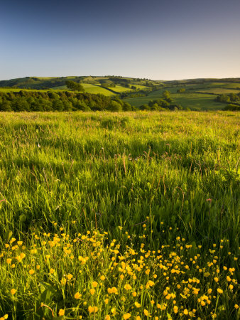 Rolling Countryside Near Wheddon Cross, Exmoor National Park, Somerset, England, United Kingdom by Adam Burton Pricing Limited Edition Print image