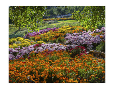 Apple Hill Camino California by Michael Polk Pricing Limited Edition Print image