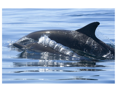 Baby Dolphin Bubbles by Steve Munch Pricing Limited Edition Print image