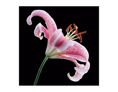 Lily Stargazer 1 by Danny Burk Pricing Limited Edition Print image