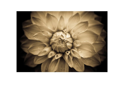 Dahlia by Charles Heady Pricing Limited Edition Print image
