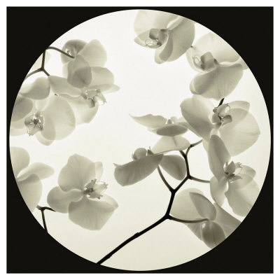 Orchid I by Ian Winstanley Pricing Limited Edition Print image