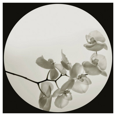 Orchid Ii by Ian Winstanley Pricing Limited Edition Print image