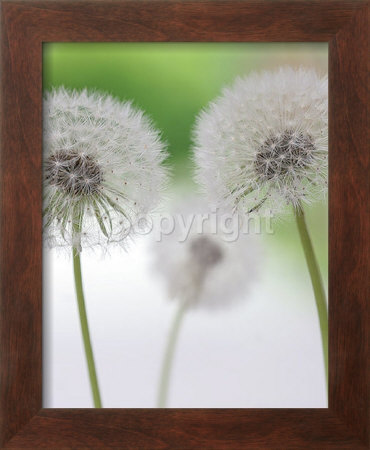 Blowballs I by Sara Deluca Pricing Limited Edition Print image