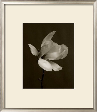 White Magnolia Flower by Charlie Hopkinson Pricing Limited Edition Print image