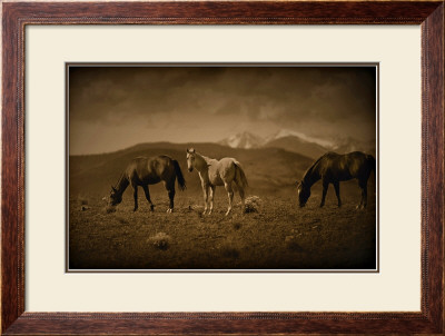 Western Foal by Jim Tunell Pricing Limited Edition Print image