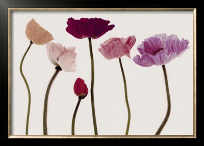 Colourful Poppies by Katja Marzahn Pricing Limited Edition Print image