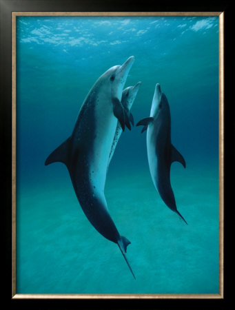 Danse Des Dauphins by Bob Talbot Pricing Limited Edition Print image