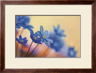 Hepatica Nobilis by Frank Krahmer Pricing Limited Edition Print image
