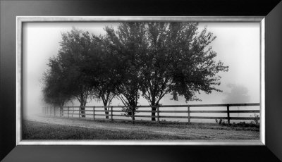 Row Of Trees Ii by Harold Silverman Pricing Limited Edition Print image