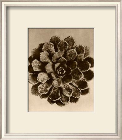 Sepia Botany Study Ii by Karl Blossfeldt Pricing Limited Edition Print image