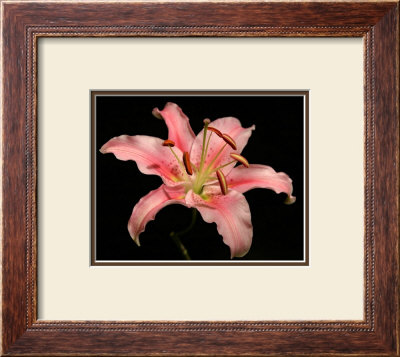 Dream Lilies I by Renee Stramel Pricing Limited Edition Print image