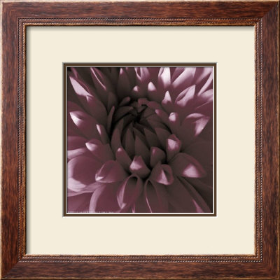 Burgundy Dahlia by Shawn Kapitan Pricing Limited Edition Print image