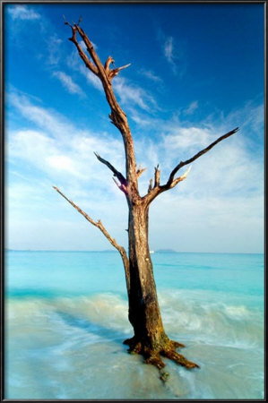 Cinnamon Bay Tree by Nathan Lovas Pricing Limited Edition Print image
