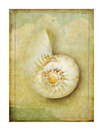 Shell 2 by Doug Landreth Pricing Limited Edition Print image