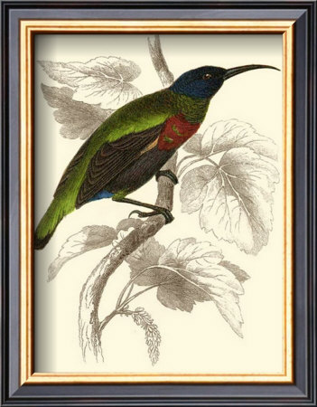 Jardine Hummingbird Iv by Sir William Jardine Pricing Limited Edition Print image