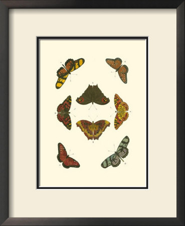 Cramer Butterfly Study Iv by Pieter Cramer Pricing Limited Edition Print image